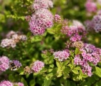 Spiraea japonica 'Little Princess' - Spierstruik 'Little Princess' - vakbeplanting  - 2