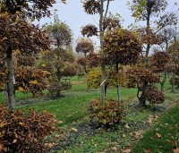 Carpinus betulus - Haagbeuk - najaar 2023