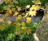Acer platanoides - Noorse Esdoorn - uitloop blad is per boom verschillend omdat het zaailingen zijn.