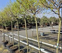 Salix integra 'Hakuro Nishiki' - Bonte wilg - maart