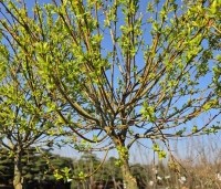Salix integra 'Hakuro Nishiki' - Bonte wilg - 1