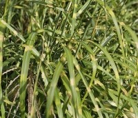 Miscanthus sinensis 'Zebrinus' - Prachtriet 'Zebrinus' - 1