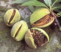 Prunus dulcis 'Robijn'