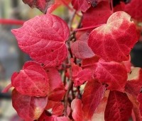 Parthenocissus tricuspidata 'Veitchii' - Wilde Wingerd Quickhedge - 3