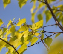 Betula pendula Golden Cloud