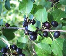 Rhamnus cathartica