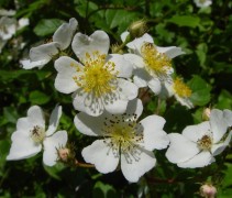 Rosa Multiflora