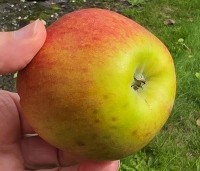 Malus dom. 'Jonagold' - Malus dom. 'Jonagold' - 8
