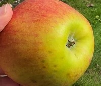 Malus dom. 'Jonagold' - Malus dom. 'Jonagold' - 7