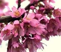Prunus 'Okame' - Sierkers 'Okame' - 1