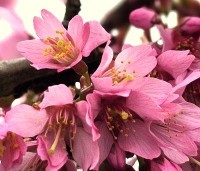 Prunus 'Okame' - Sierkers 'Okame' - 2