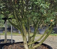 Osmanthus x burkwoodii - Schijnhulst - 5