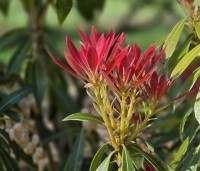 Pieris japonica 'Forest Flame' - Pieris 'Forest Flame' - 1