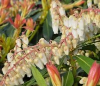 Pieris japonica 'Forest Flame' - Pieris 'Forest Flame' - 3