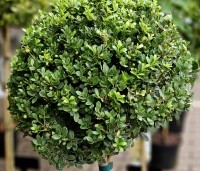 Ilex crenata 'Dark Green' - Japanse hulst 'Dark Green' - bol op stam 80 cm