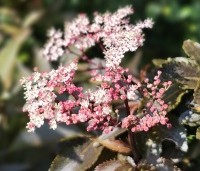 Sambucus nigra 'Black Tower'  - Zuil vlier 'Black Tower' - 1