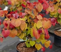 Cercis canadensis 'Eternal Flame' - Amerikaanse Judasboom 'Eternal Flame' - 1