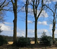 Ilex aquifolium - Scherpe Hulst - 2