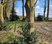 Ilex aquifolium - Scherpe Hulst - 1