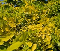 Robinia pseudoacacia 'Frisia'  - Gele acacia - 3