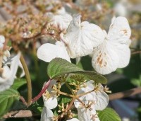 Viburnum plicatum 'Mariesii' - Japanse Sneeuwbal 'Mariesii' - 2