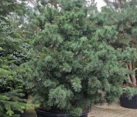 Pinus parviflora 'Schoon's Bonsai' - blauwnaaldige dwergpinus - 7