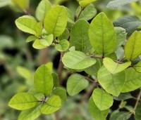 Chionanthus retusus - Sneeuwvlokkenboom - 2