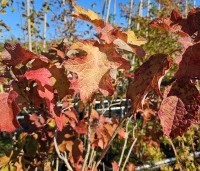 Hydrangea Quercifolia 'Ruby Slippers' - Roze bloeiende eikenblad hortensia - herfst