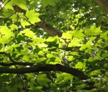 Acer cappadocicum 'Rubrum' lichtval op bladerendek