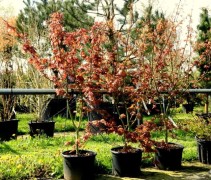 Acer palmatum 'Brown Sugar' voorjaar