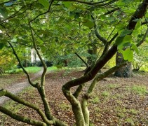 Hamamelis oude meerstam struik in bostuin