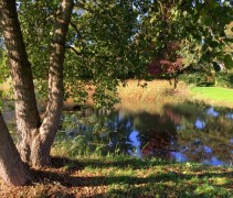 Alnus Glutinosa. Zwarte Els als meerstammige boom bij een natuurvijver op perceel Ten Hoven Bomen.