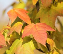 Liquidambar formosana var. monticola herfstblad