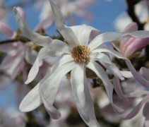 Magnolia stellata Rosea bloem open