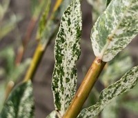 Salix integra 'Hakuro Nishiki' - Bonte wilg - 1