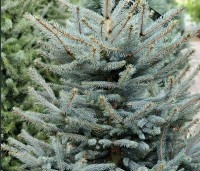 Picea pungens 'Glauca' - Blauwspar 'Glauca' - 3
