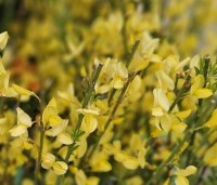 Cytisus praecox 'Allgold' - Brem 'Allgold' - 1