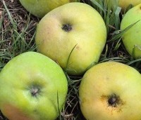 Malus dom. Dubbele Zoete Aagt - Malus dom. Dubbele Zoete Aagt - 4