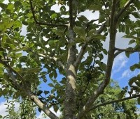 Malus dom. Dubbele Zoete Aagt - Malus dom. Dubbele Zoete Aagt - 3