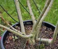 Salix elaeagnos 'Angustifolia' - Rozemarijnwilg, Grijze wilg - 1