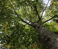 Tilia cordata - Winterlinde - 3