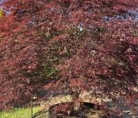 Acer palmatum 'Atrolineare' - Japanse esdoorn 'Atrolineare' - 2