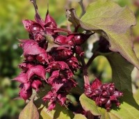 Leycesteria formosa 'Purple Rain' - Grootmoeders oorbellen 'Purple Rain' - 3