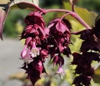 Leycesteria formosa 'Purple Rain' - Grootmoeders oorbellen 'Purple Rain' - 4
