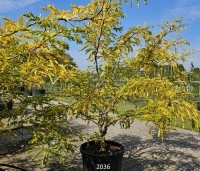 Gleditsia triacanthos 'Sunburst' - Valse christusdoorn - herfst
