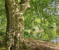 Fagus sylvatica - Groene beuk - 1