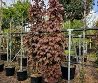 Acer platanoides 'Crimson Sentry' - Roodbladige Noordse Esdoorn - 2