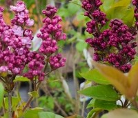 Syringa vulgaris 'Charles Joly' - Gewone syring - 1
