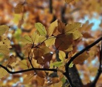 Fagus sylvatica 'Atropunicea' - Rode beuk - 5