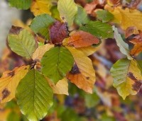 Fagus sylvatica 'Atropunicea' - Rode beuk -  herfsttinten